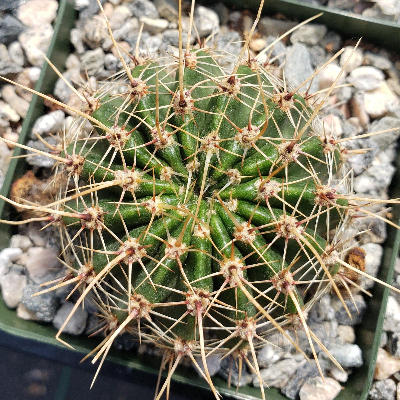 Echinopsis Sierra Grandensis
