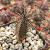 Cereus aethiops