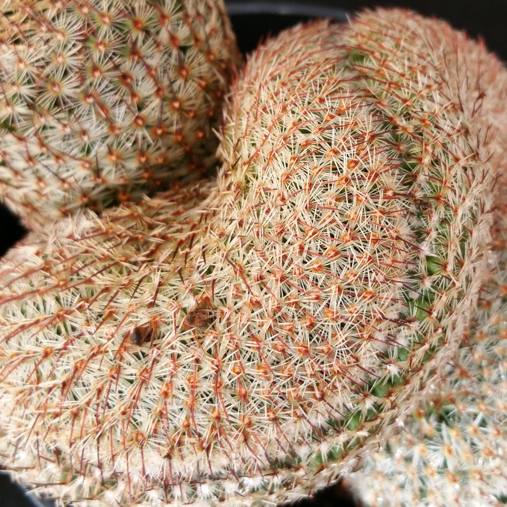 Mammillaria matudae cristata