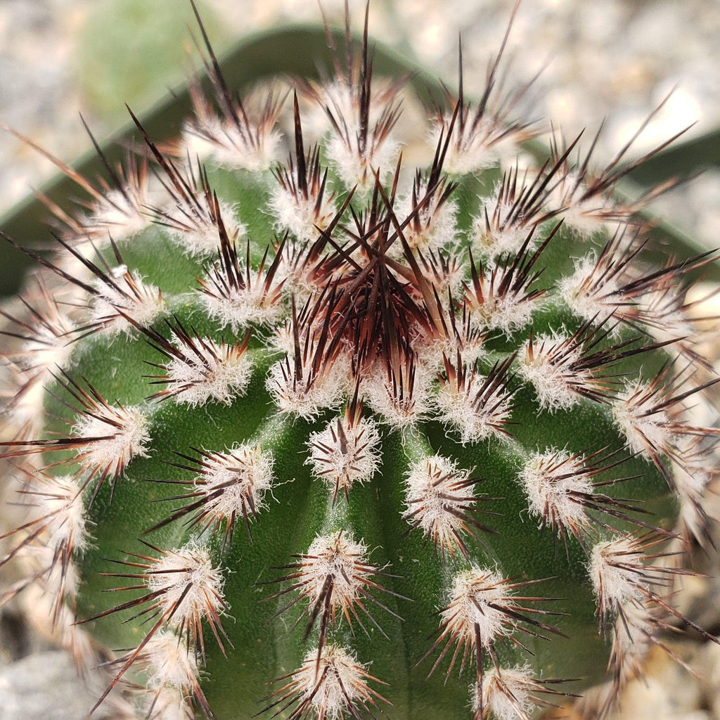 Echinocereus armatus