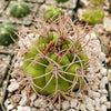 Gymnocalycium saglionis