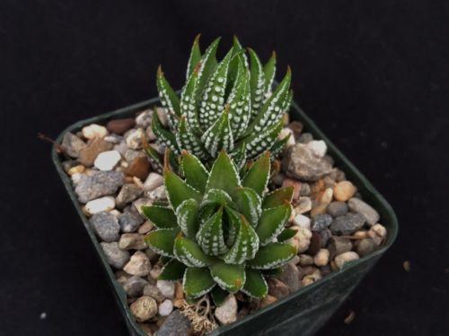 zebra wart succulent care Zebra Wart ‘Haworthia reinwardtii’ 4" Pot