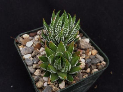 Zebra Wart ‘Haworthia reinwardtii’