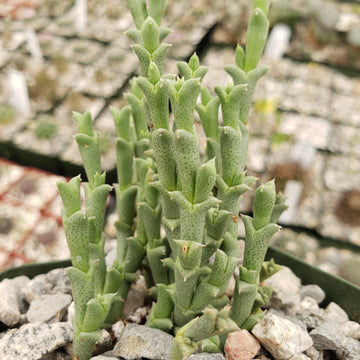 european succulents Ruschia Perfoliata | Perfoliate Mesembryanthema