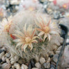 Mammillaria bocasana v. multilanata