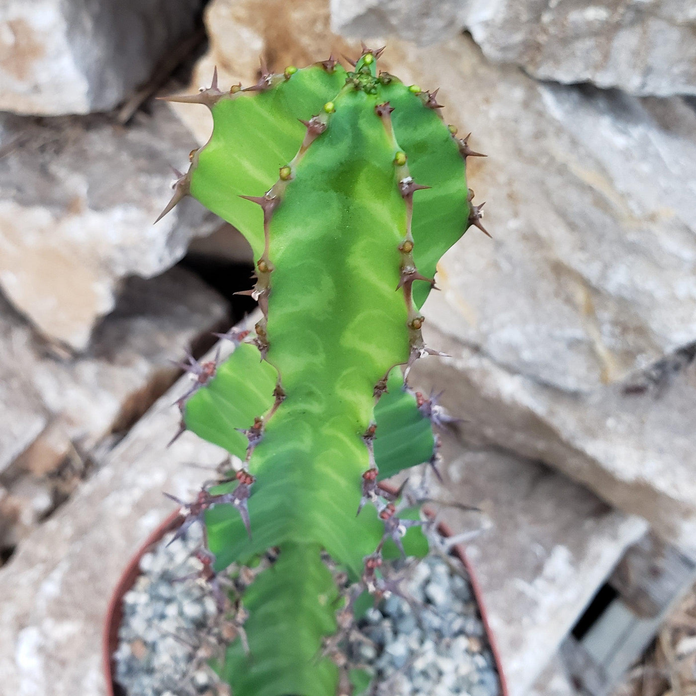 zigzag succulent Zig Zag Cactus