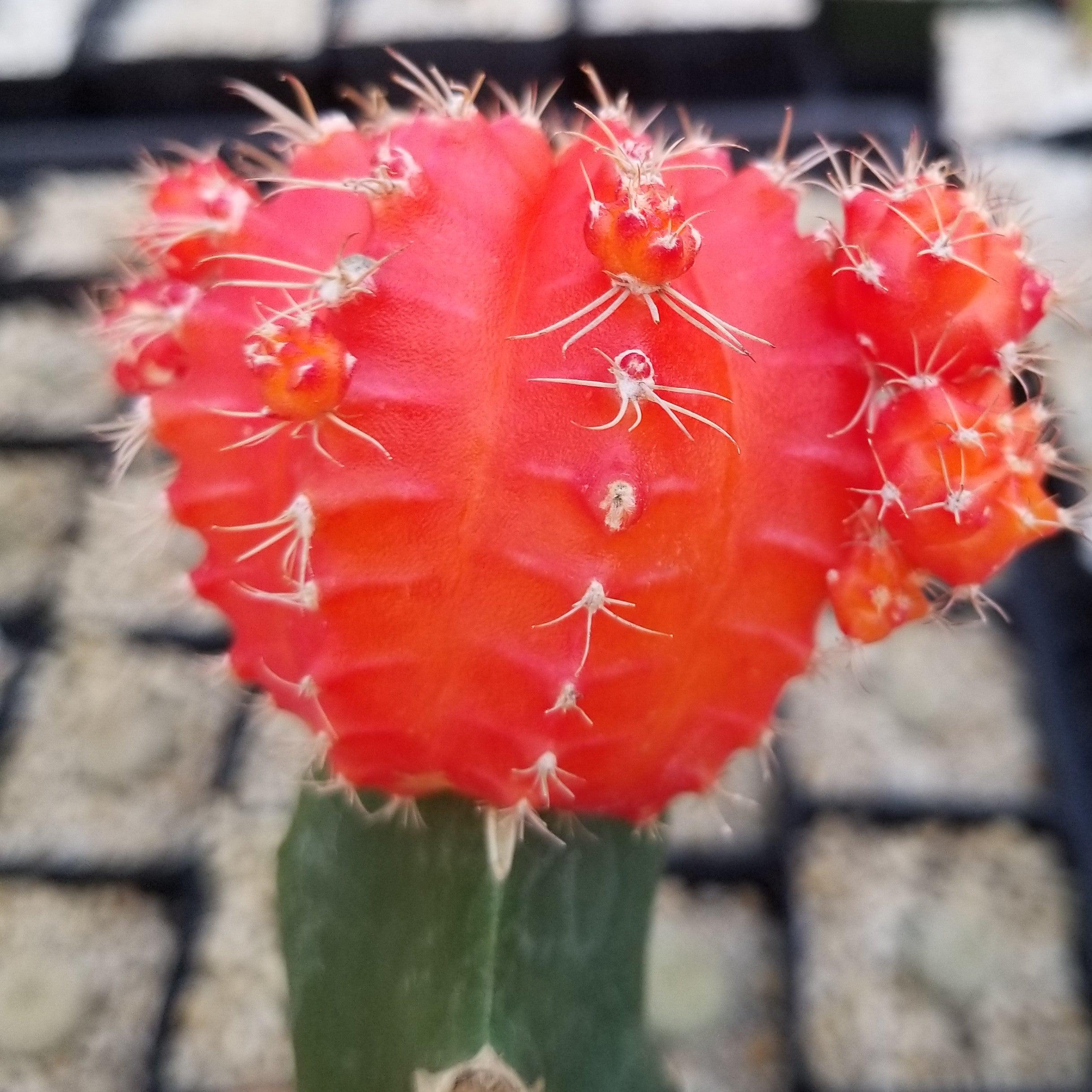 Orange Grafted Moon Cactus - Gymnocalycium mihanovichii hibotan