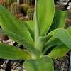 Foxtail Agave - Agave attenuata