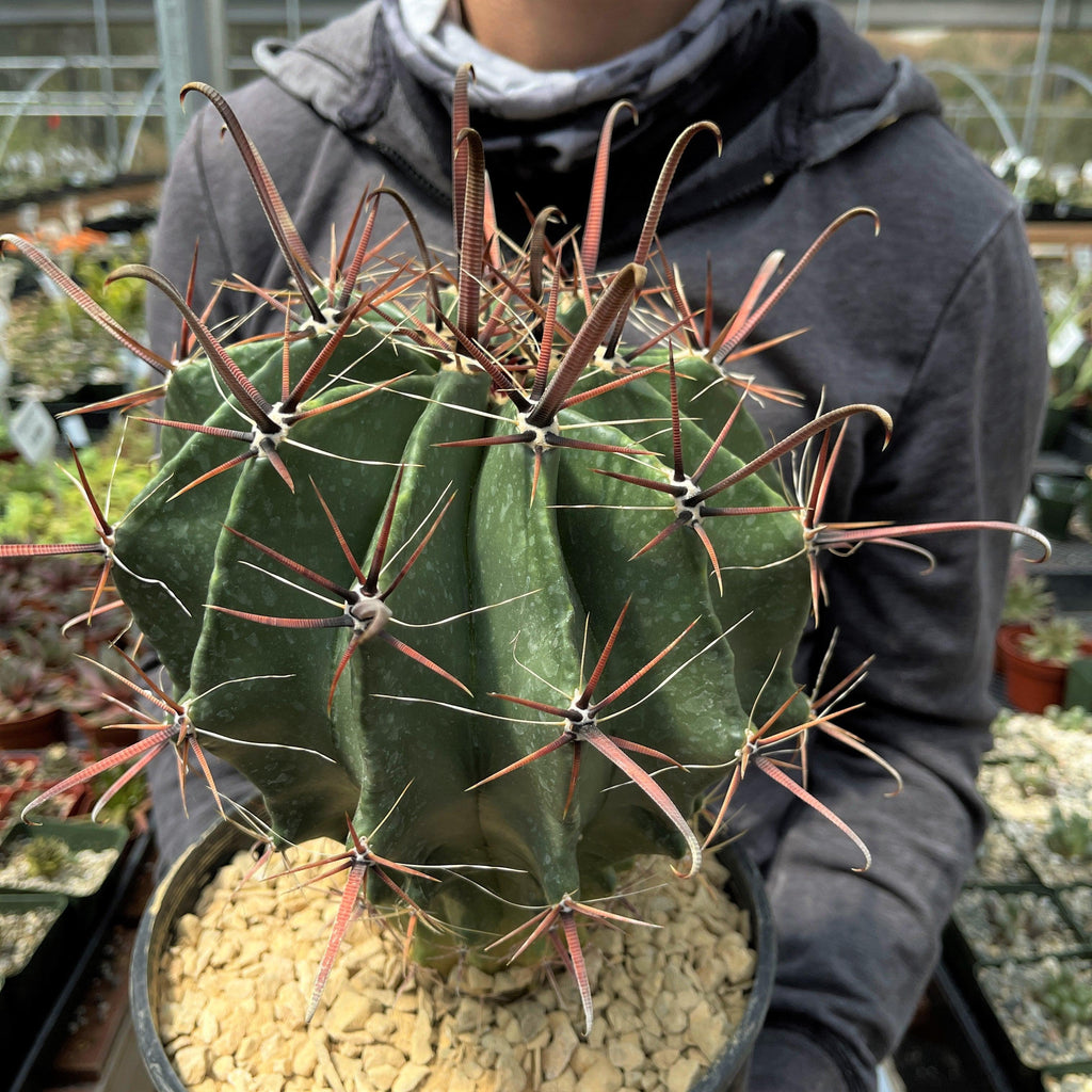 Fire Barrel Cactus – Ferocactus gracilis ‘Coloratus’
