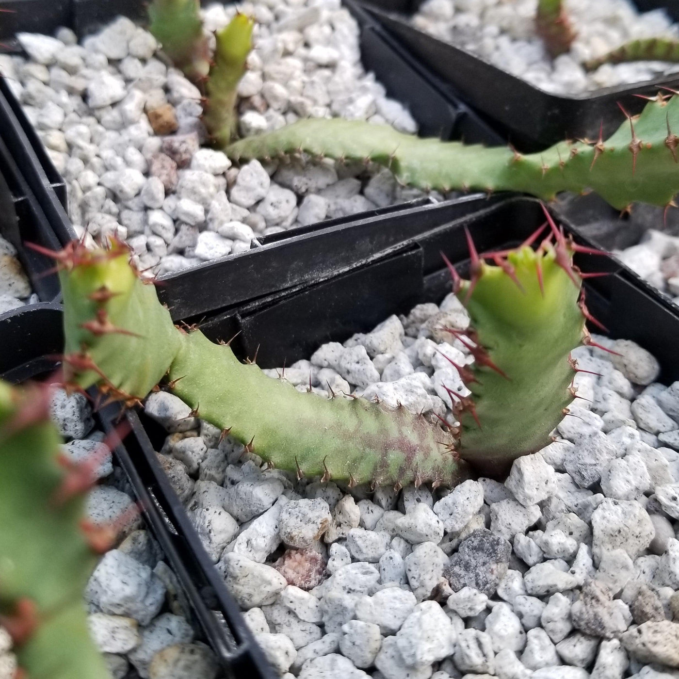 Euphorbia squarrosa