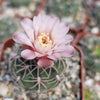 Gymnocalycium ritterianum