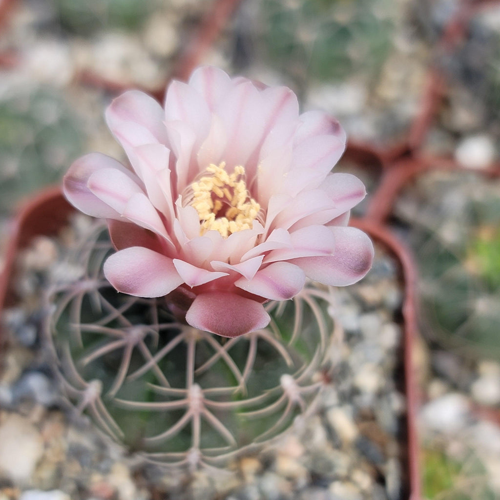 Gymnocalycium ritterianum