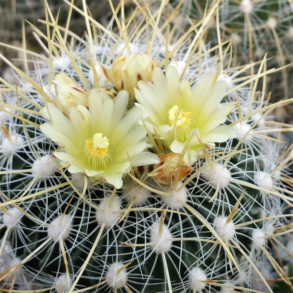 Echinofossulocactus albatus