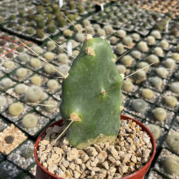 Shop For Opuntia Quimilo Treelike Cactus | Planet Desert