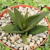 Aloe Black Gem – Alworthia Black Gem