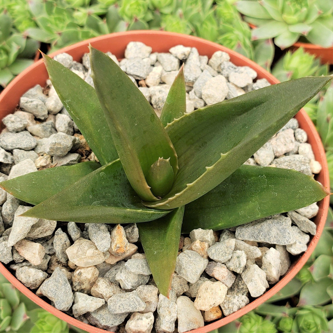 black gem succulent Shop 'Aloe Black Gem – Alworthia Black Gem' Care and Info