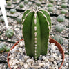 Mexican Fence Post Cactus &