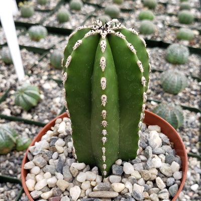 Mexican Fence Post Cactus 'Pachycereus marginatus' (10)