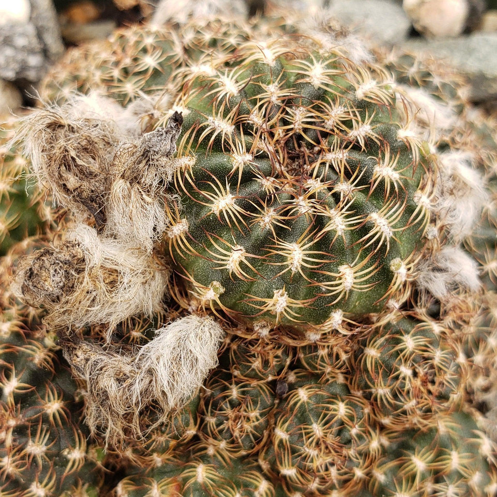 lobivia distefanoiana