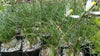 Albuca sp augrabies hills