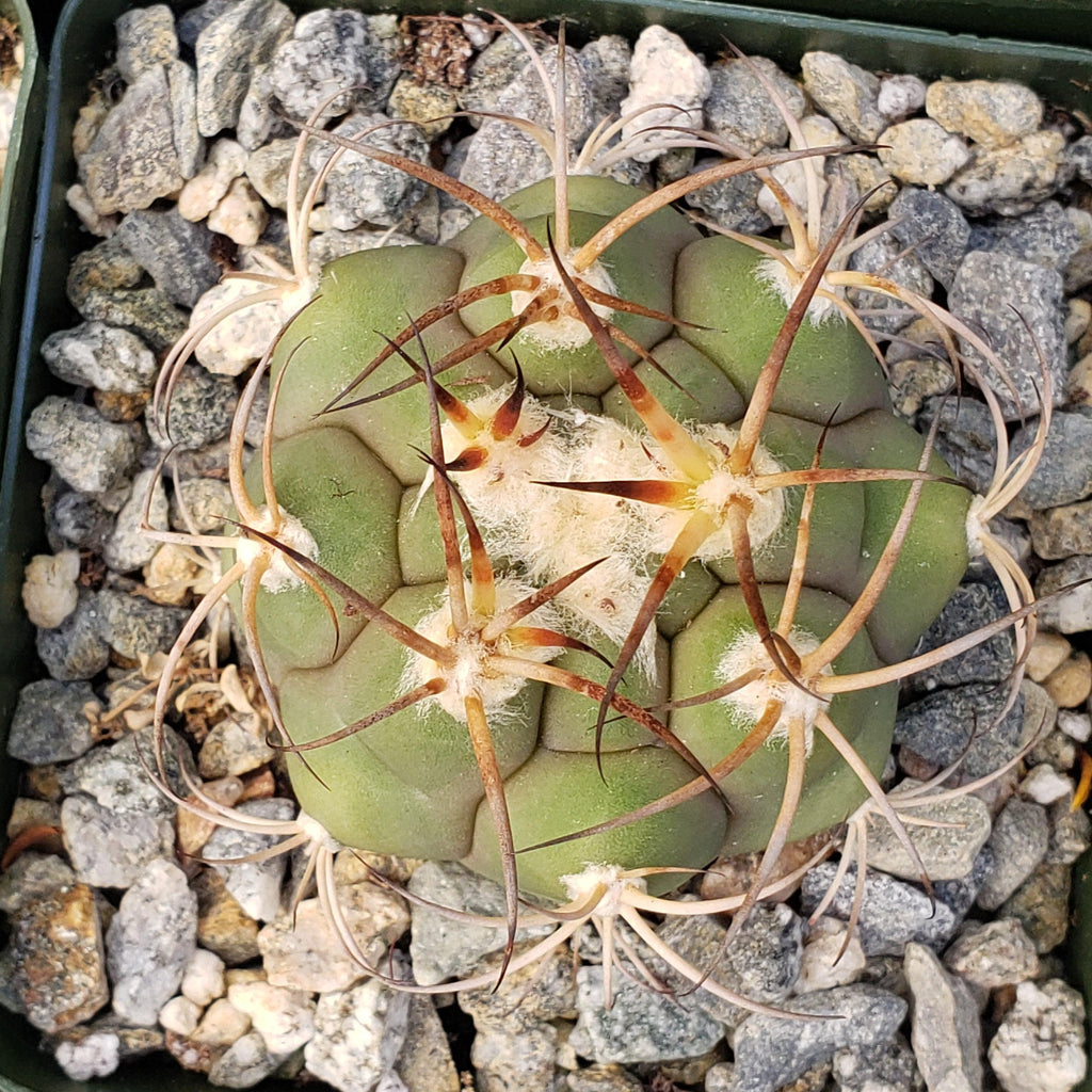 Gymnocalycium tomina