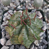 Euphorbia Horrida Major Nova