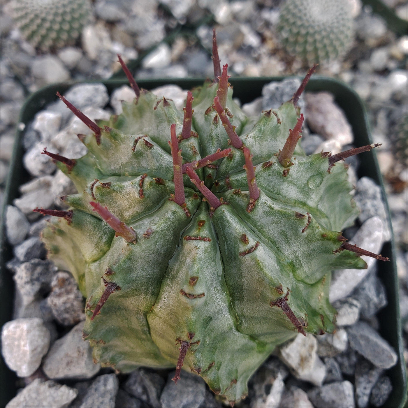 Euphorbia horrida major nova