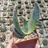 Aloe comptonii