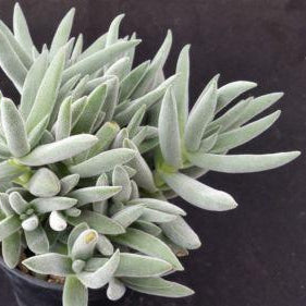 crassula mesembryanthemoides succulent Crassula Mesembryanthemoides