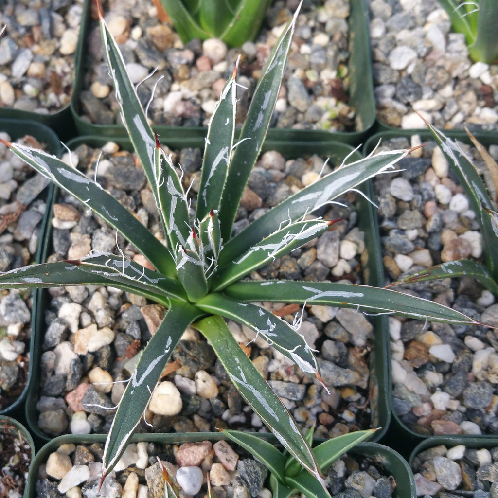 Agave toumeyana bella