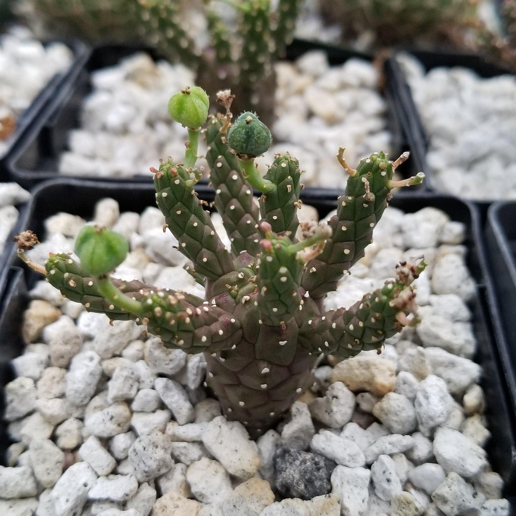 Euphorbia gamkaensis
