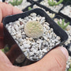 Pseudolithos harardheranus