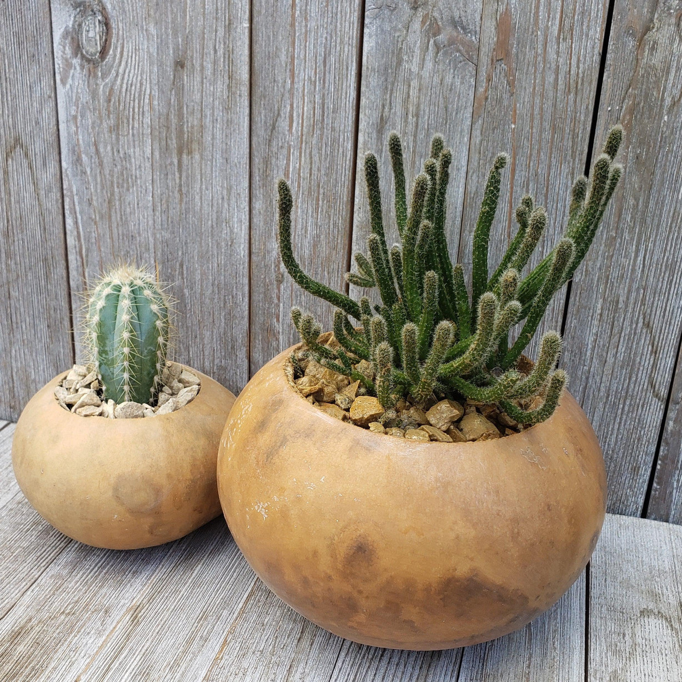 Gourd Cacti arrangement 4 and 6 inch