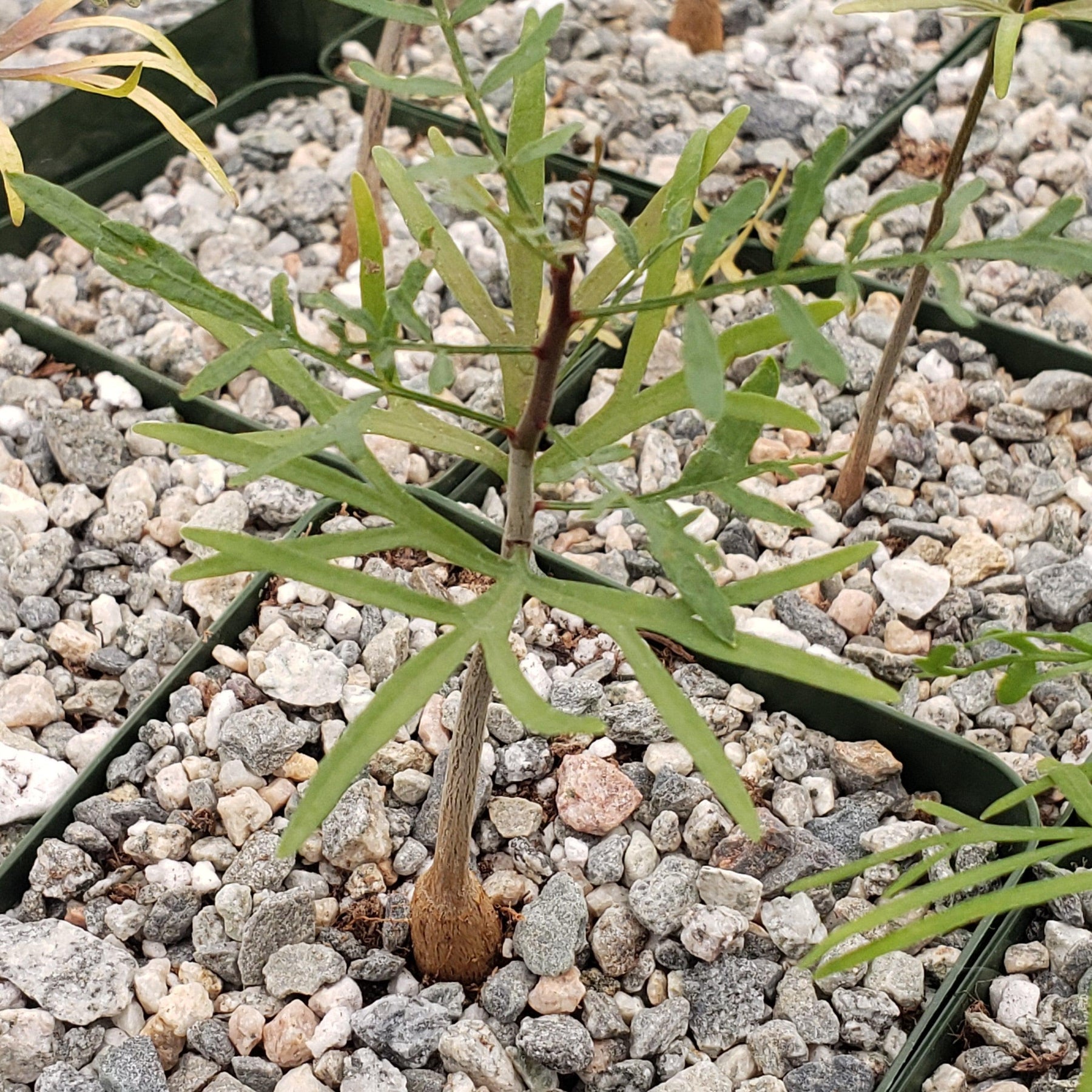 Bursera microphylla Elephant Tree – Planet Desert