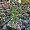 Euphorbia pubiglans