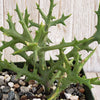 Euphorbia stenoclada