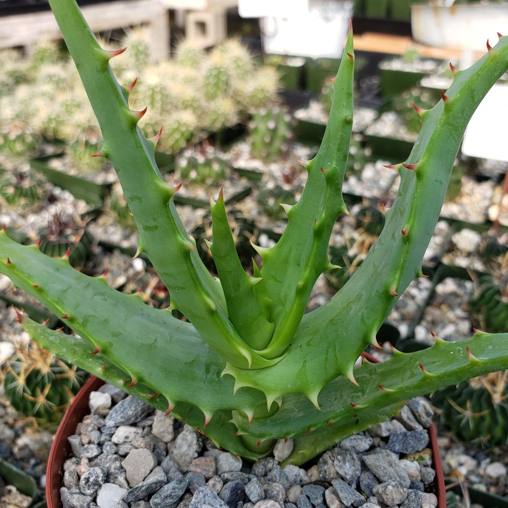 Aloe africana