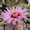 Echinocereus Fitchii
