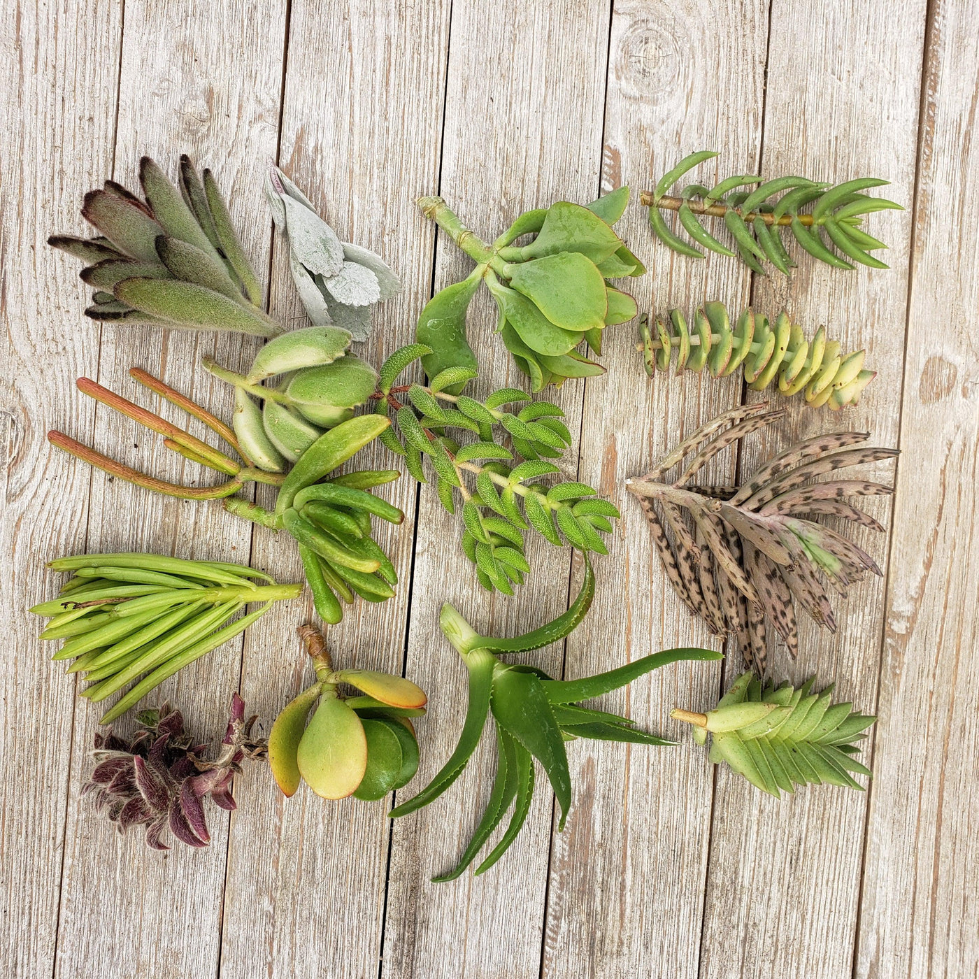 10 Assorted Succulents Cuttings