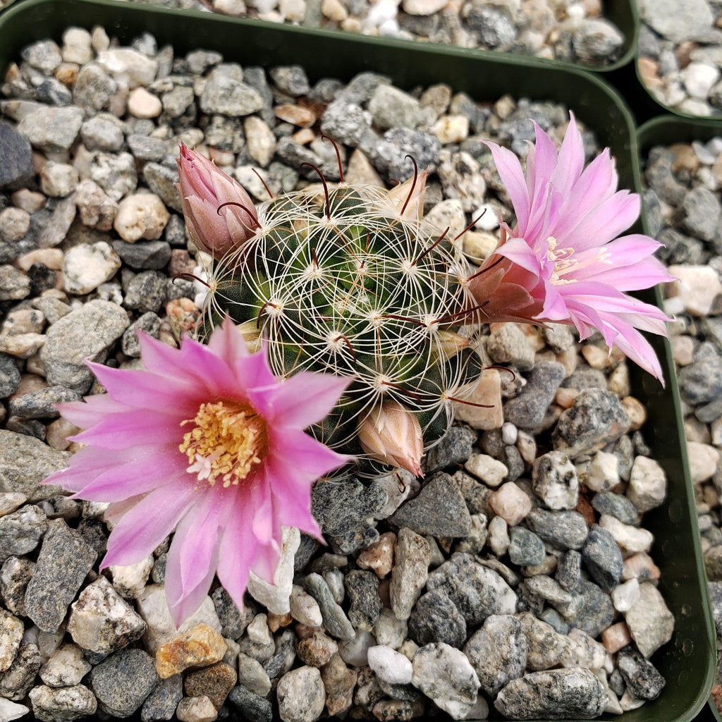 Mammillaria longiflora stampferi