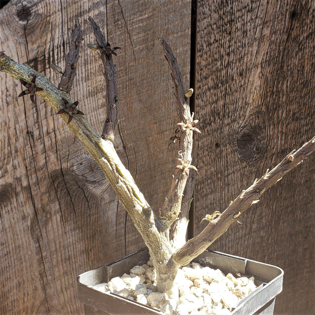 Rhytidocaulon macrolobum