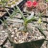 Pachypodium griquense