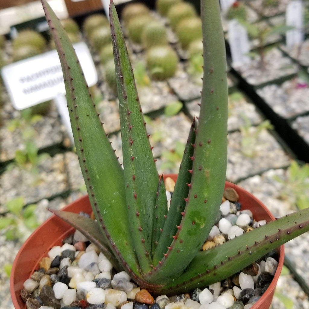 Aloe wickensii