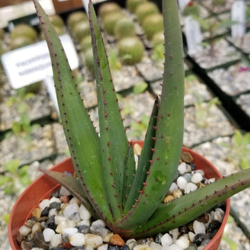buy succulents online south africa Aloe wickensii