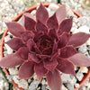 Sempervivum rojo red Hens and Chicks