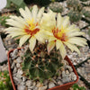 Hamatocactus setispinus