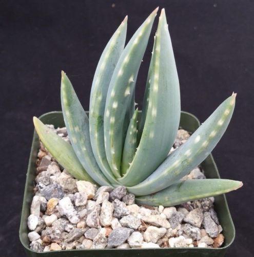 Aloe longistyla
