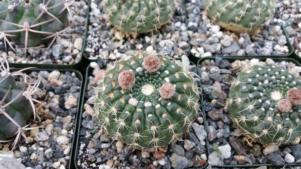 Notocactus concinnus