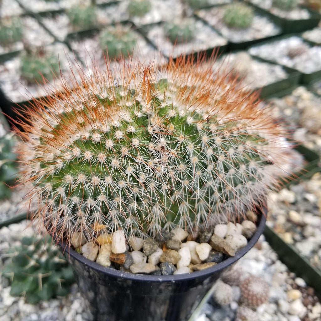 Mammillaeria Spinosissima Cristata