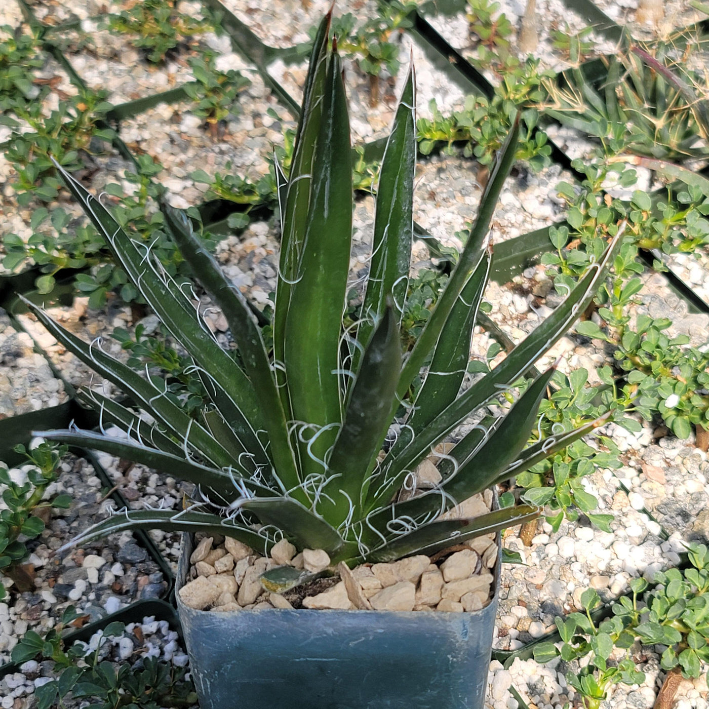 Agave filifera schidigera